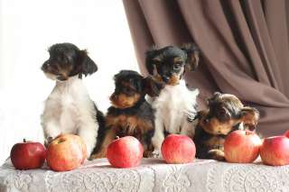 Щенки милашки