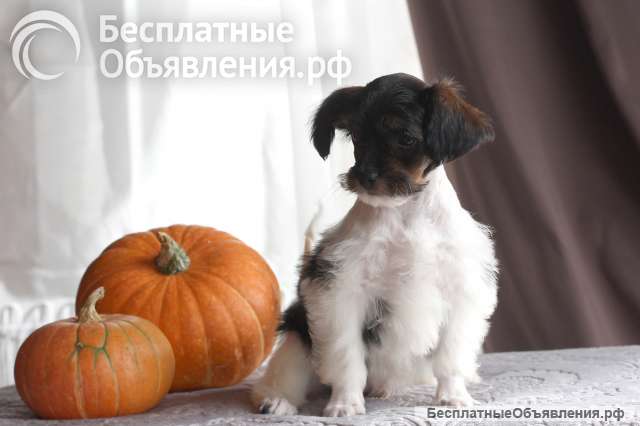 Щенки милашки