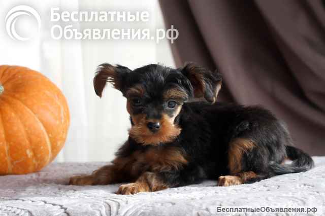 Щенки милашки