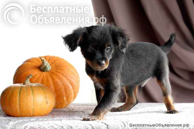 Щенки милашки