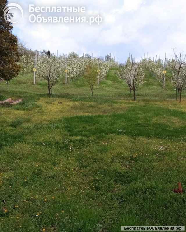 Сербия-Крчедин Продается коттедж с камином и фруктовым садом