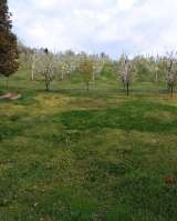 Сербия-Крчедин Продается коттедж с камином и фруктовым садом