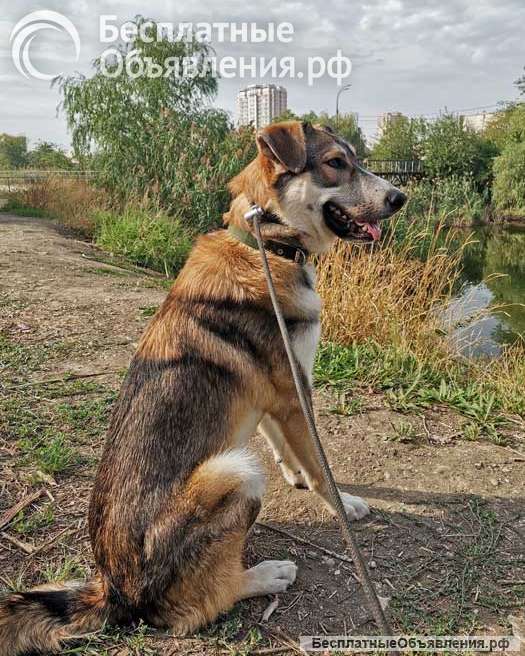 Спайк, отличный охранник и добрый друг в добрые руки