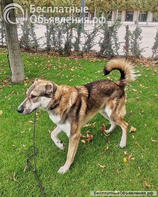 Спайк, отличный охранник и добрый друг в добрые руки