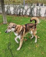 Спайк, отличный охранник и добрый друг в добрые руки