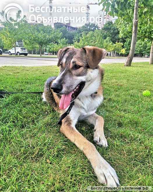 Спайк, отличный охранник и добрый друг в добрые руки