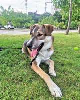 Спайк, отличный охранник и добрый друг в добрые руки