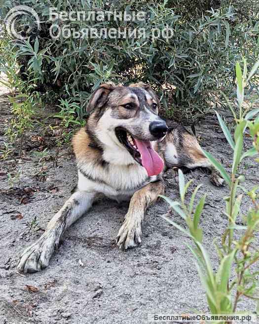 Спайк, отличный охранник и добрый друг в добрые руки