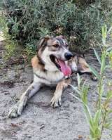 Спайк, отличный охранник и добрый друг в добрые руки