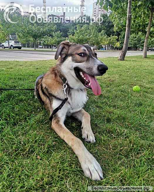 Спайк, отличный охранник и добрый друг в добрые руки