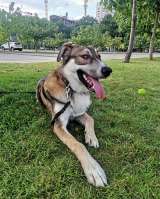 Спайк, отличный охранник и добрый друг в добрые руки