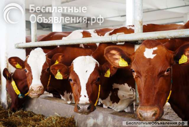 Слесарь-механик по ремонту оборудования Молочного комплекса