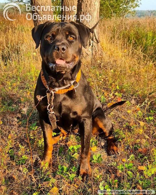 Ротвейлер Полынь готова к переезду на ПМЖ