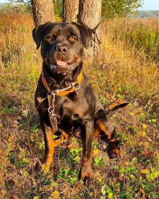 Ротвейлер Полынь готова к переезду на ПМЖ