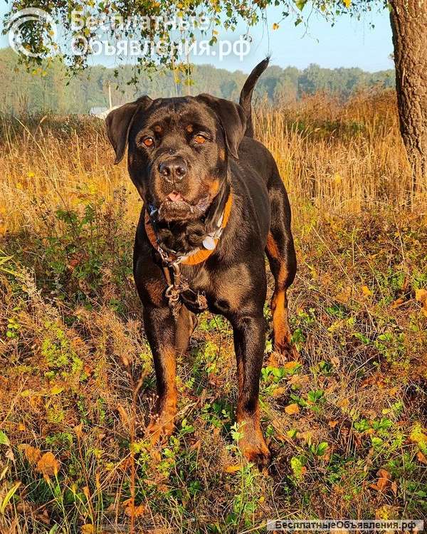 Ротвейлер Полынь готова к переезду на ПМЖ
