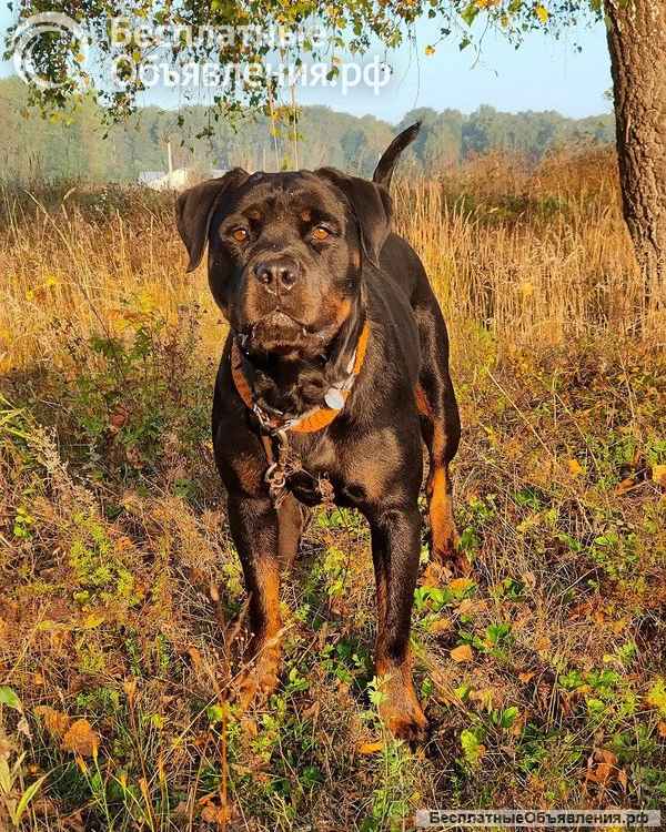 Ротвейлер Полынь готова к переезду на ПМЖ