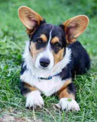 Корги кардиган щенки, кобели