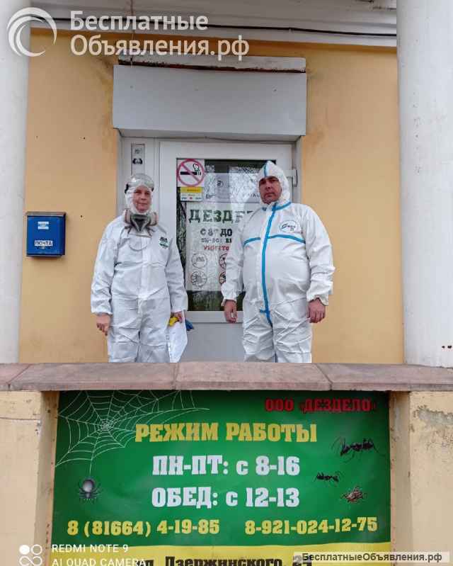 "Дездело": уничтожение вредных насекомых и грызунов в Боровичах