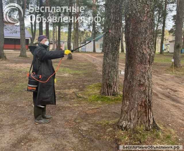"Дездело": уничтожение вредных насекомых и грызунов в Боровичах