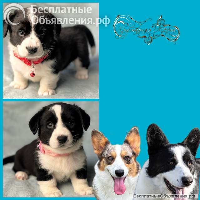 Корги кардиганы триколор девочки