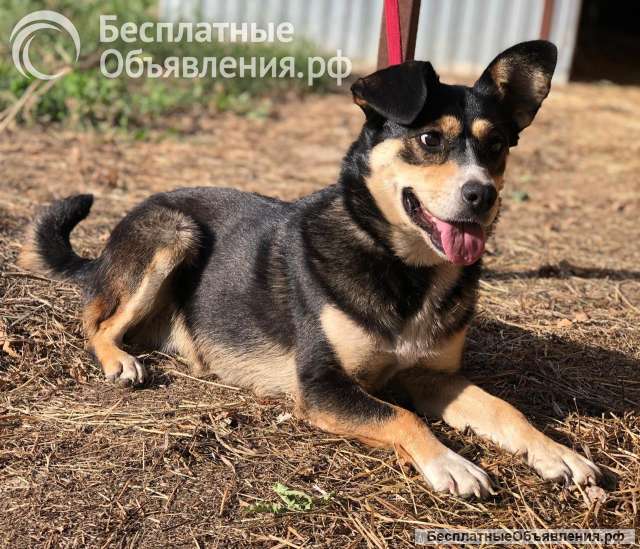 Очаровательная Малышка в дар