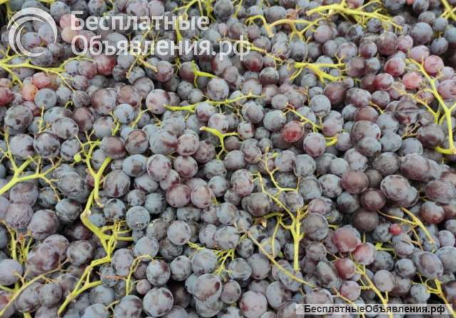 Виноград оптом