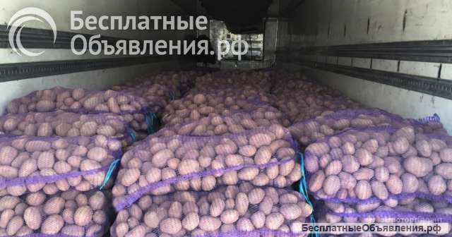 Картофель оптом от проверенного поставщика