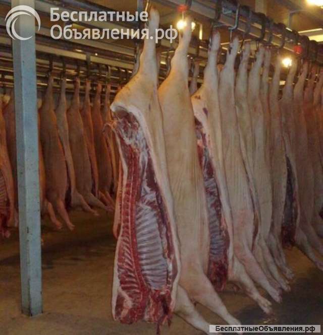 Свинина оптом по выгодным ценам