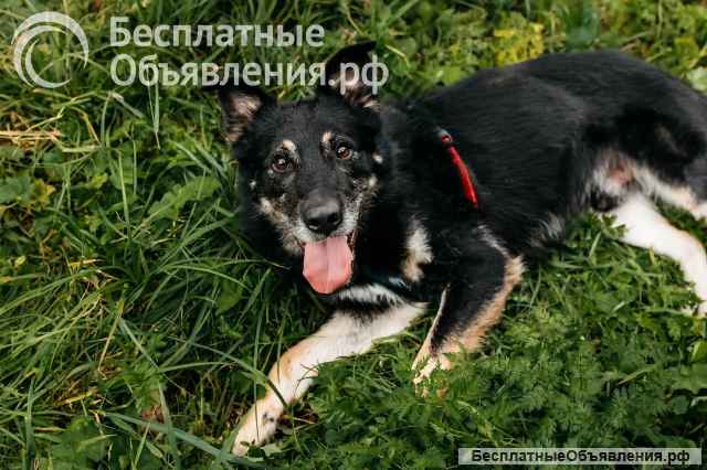 Отличный парень Боно ищет дом