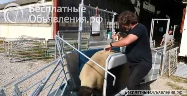 Станок ветеринарный для овец УНИВЕРСАЛ