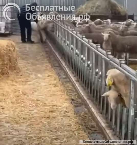 Хедлоки для овец и коз Javier Camara