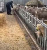 Хедлоки для овец и коз Javier Camara