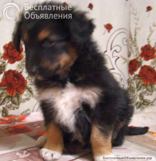 Отдам щенков немецкой овчарки за символическое вознаграждение