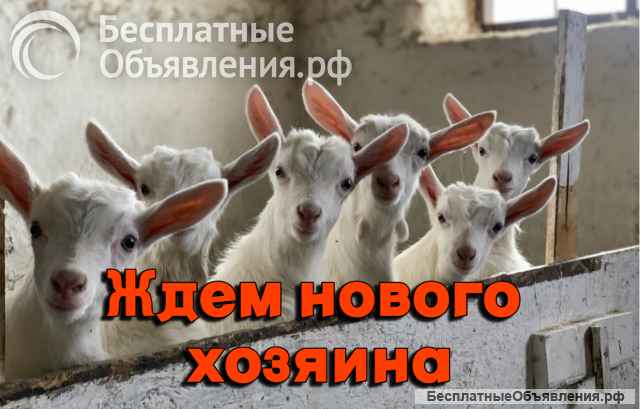 Эко Ферма в Крыму