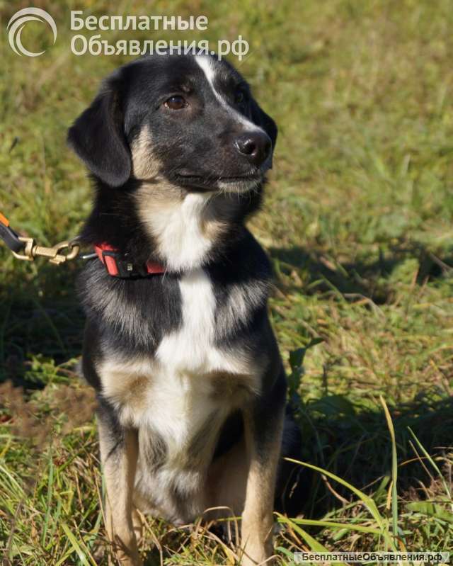 Отдам в добрые руки