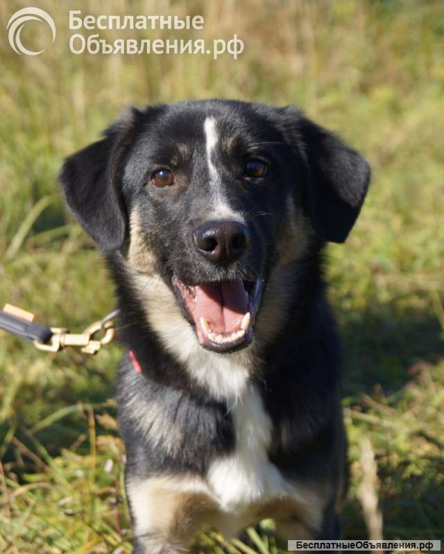 Отдам в добрые руки