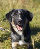 Отдам в добрые руки