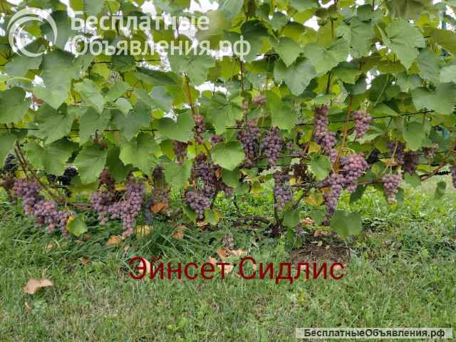 Виноград для Подмосковья