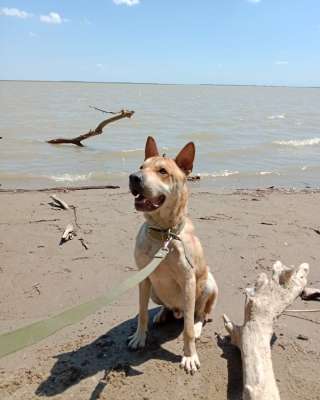 Метис шарпея классный мальчик ищет дом