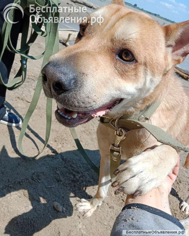 Метис шарпея классный мальчик ищет дом