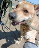 Метис шарпея классный мальчик ищет дом