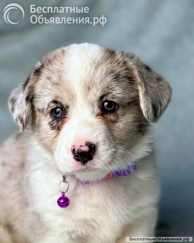 Девочки кардиганочки РКФ