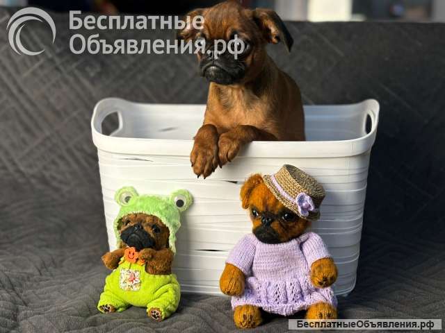 Мальчики. Пти брабансон. Пока есть выбор. РКФ