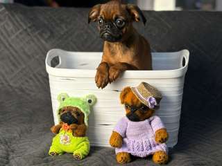 Мальчики. Пти брабансон. Пока есть выбор. РКФ