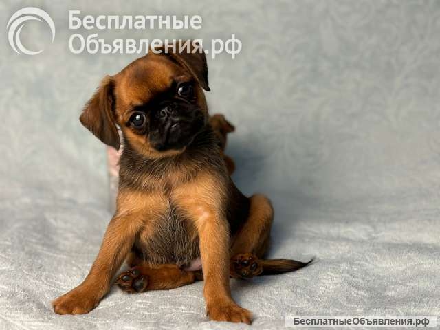 Мальчики. Пти брабансон. Пока есть выбор. РКФ