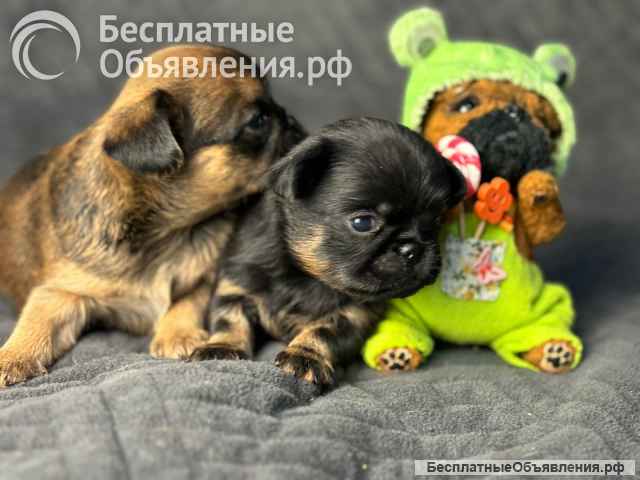 Мальчики. Пти брабансон. Пока есть выбор. РКФ