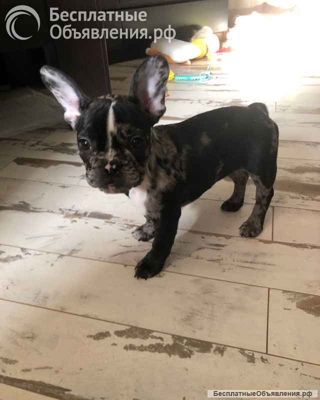 Французский бульдог Мерль