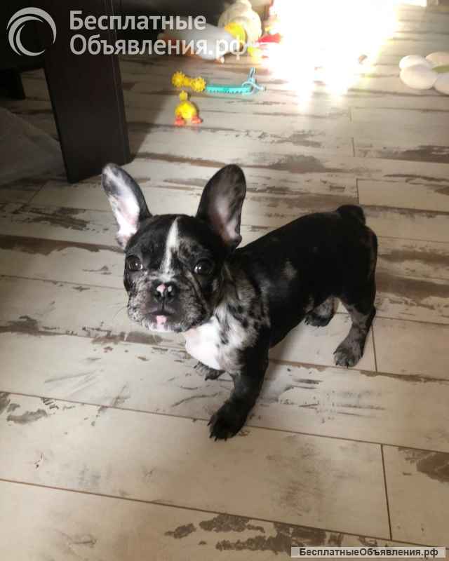 Французский бульдог Мерль