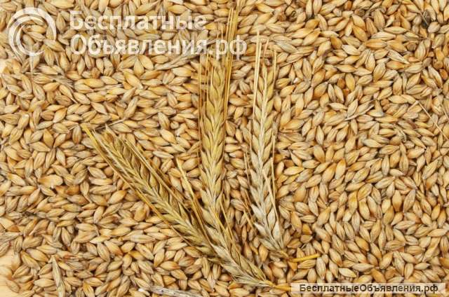 Пшеница, ячмень, кукуруза экспорт контрактные поставки в любую страну