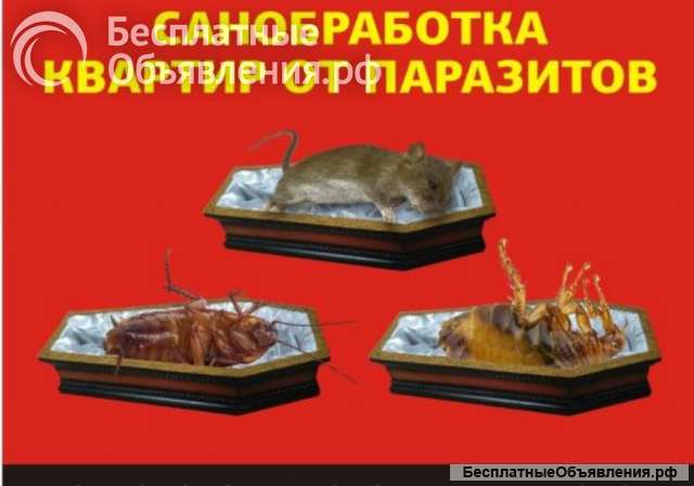 Уничтожение насекомых, плесени, крыс и мышей. Дезинфекция помещений
